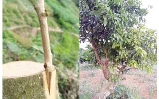 荔枝接芽技术 番荔枝嫁接繁殖的时间及方法